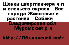 Щенки цвергпинчера ч/п и оленьего окраса - Все города Животные и растения » Собаки   . Владимирская обл.,Муромский р-н